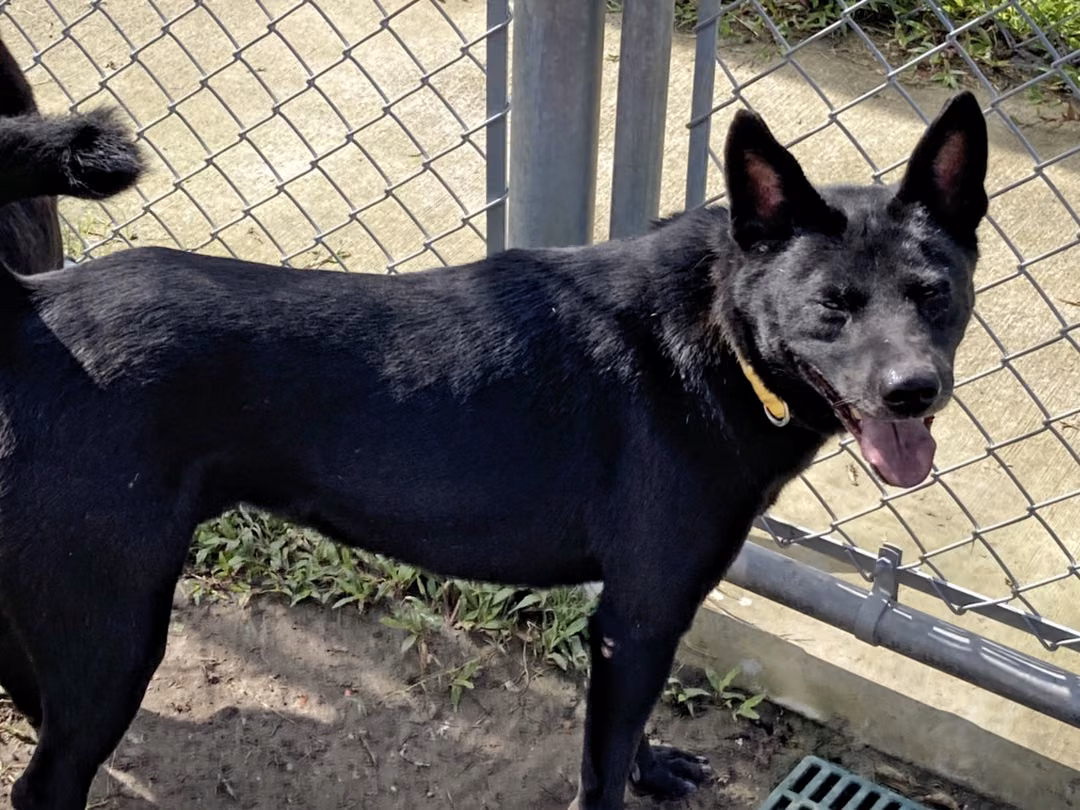 The dog, from the shelter's listing