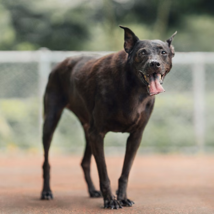 The dog, from the shelter's listing