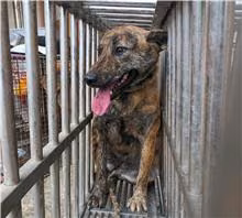 The dog, from the shelter's listing