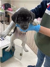 The dog, from the shelter's listing