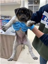 The dog, from the shelter's listing