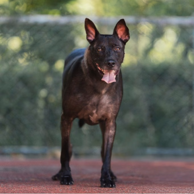 The dog, from the shelter's listing
