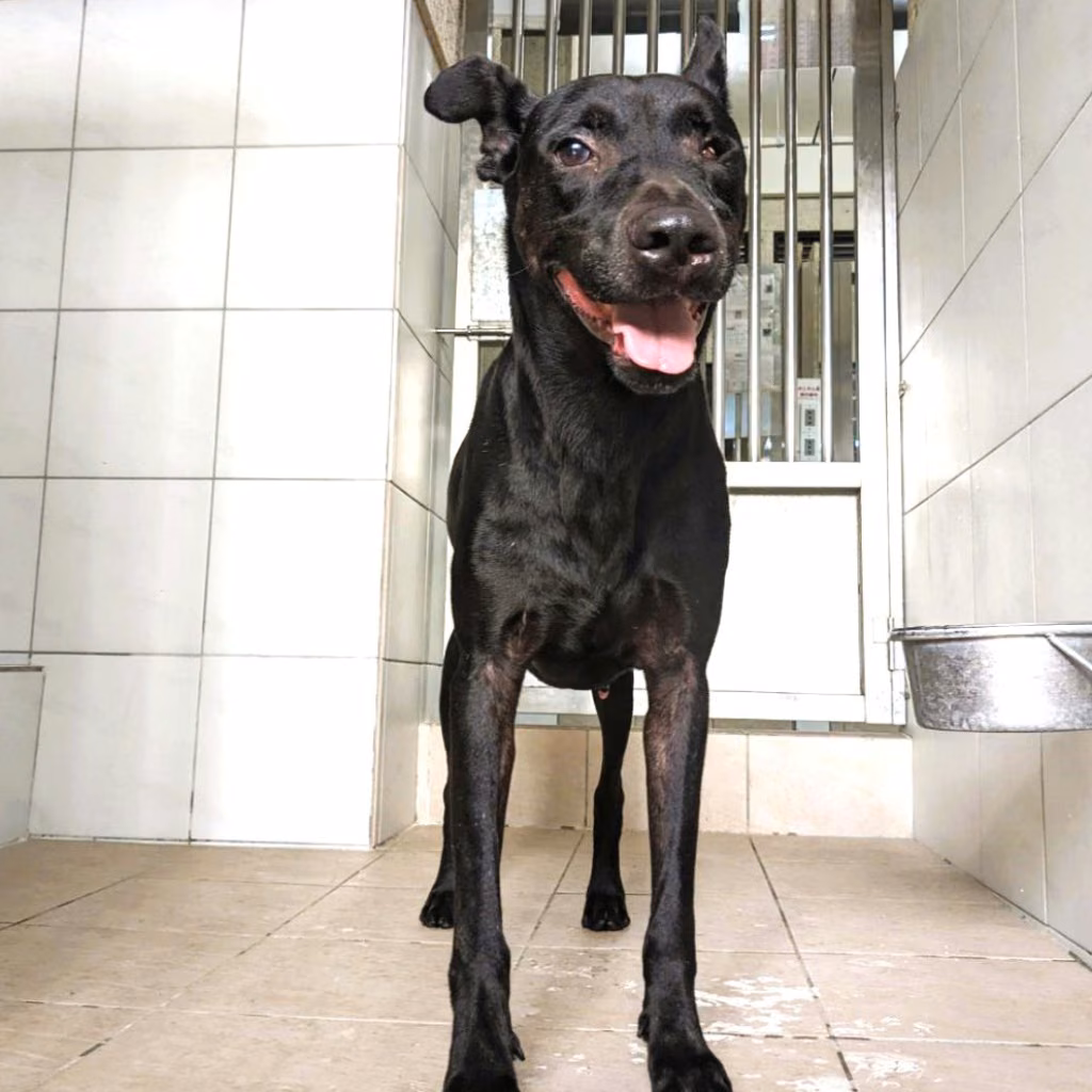 The dog, from the shelter's listing