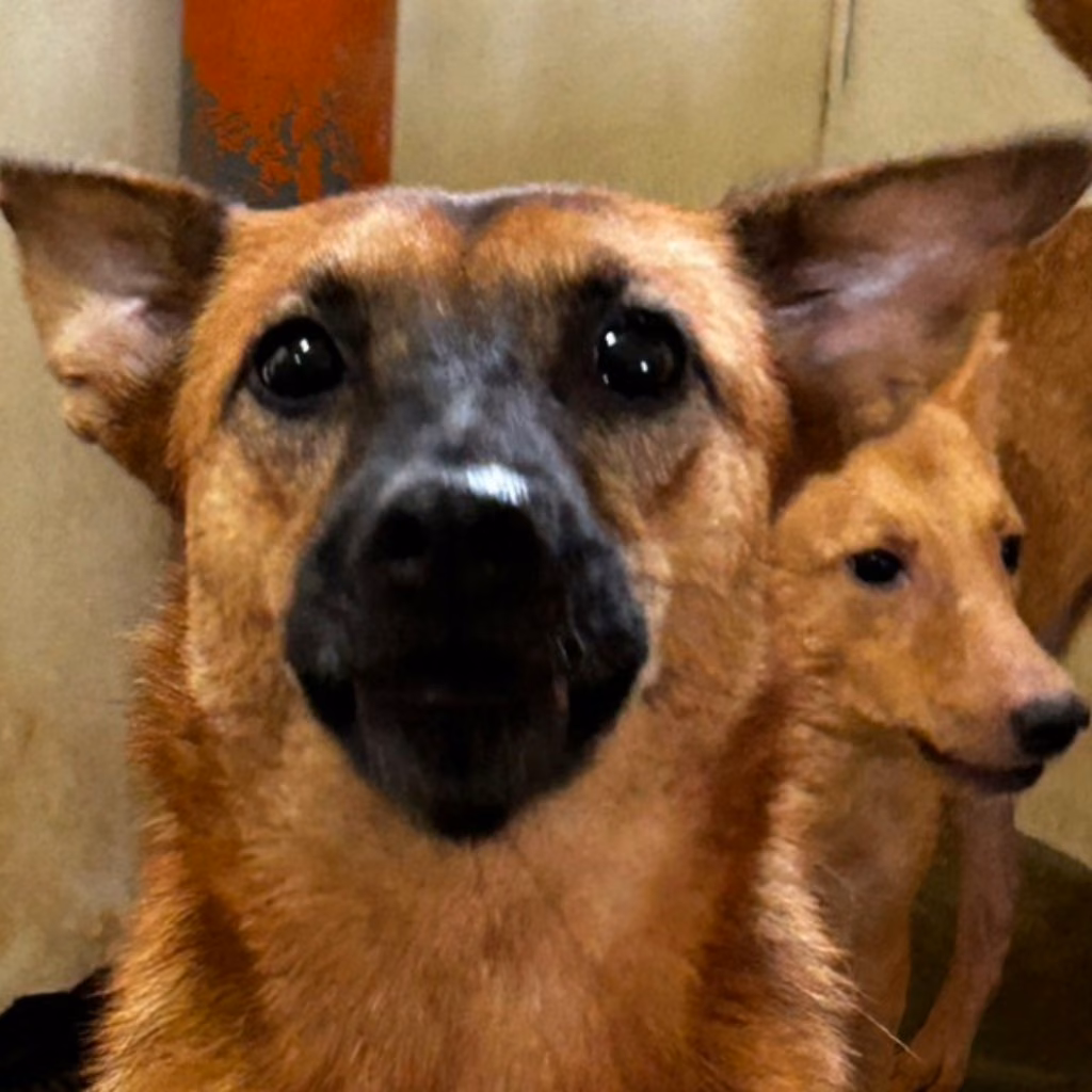 The dog, from the shelter's listing