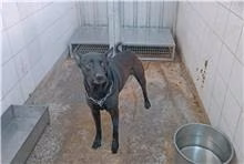 The dog, from the shelter's listing