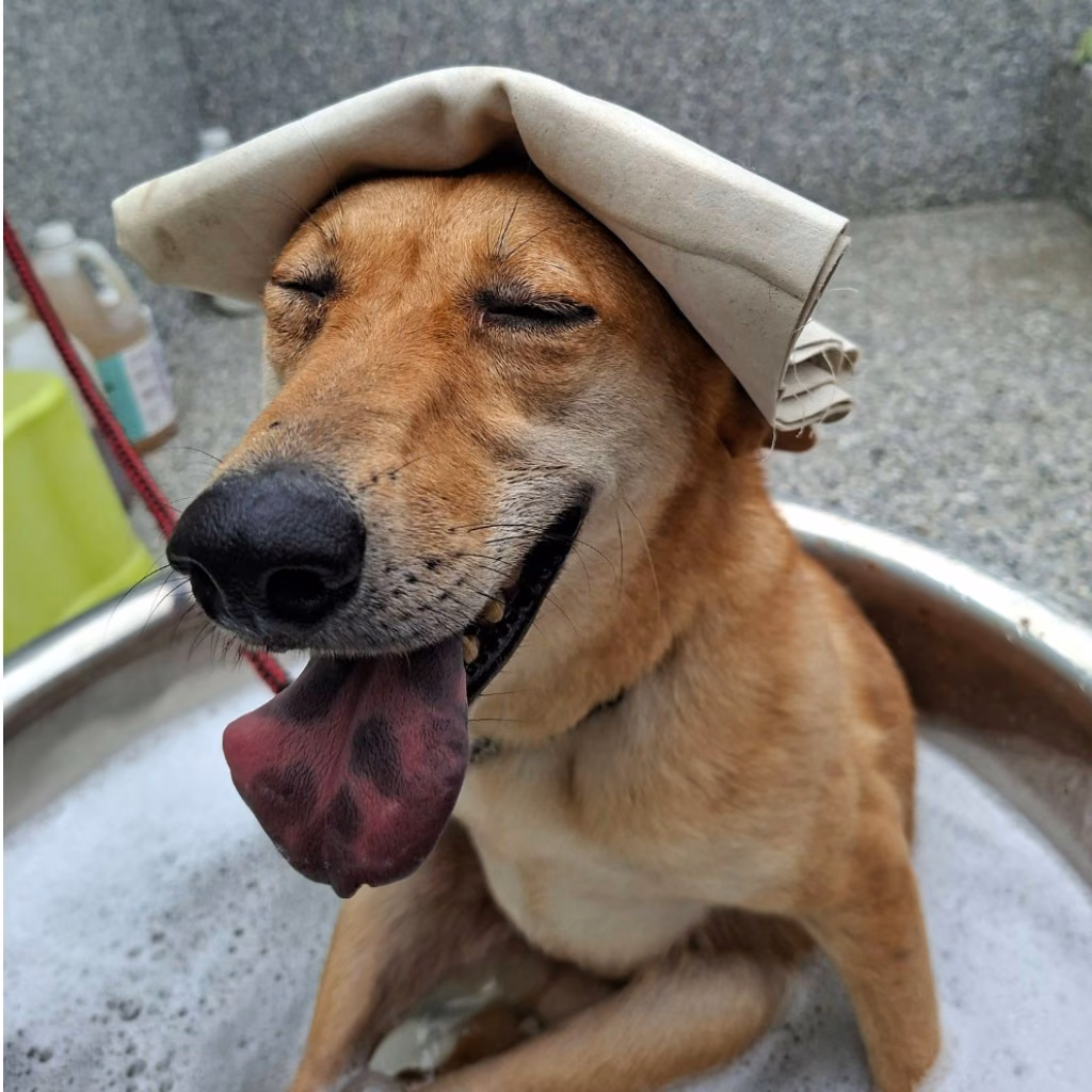 The dog, from the shelter's listing