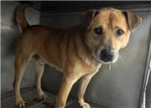 The dog, from the shelter's listing