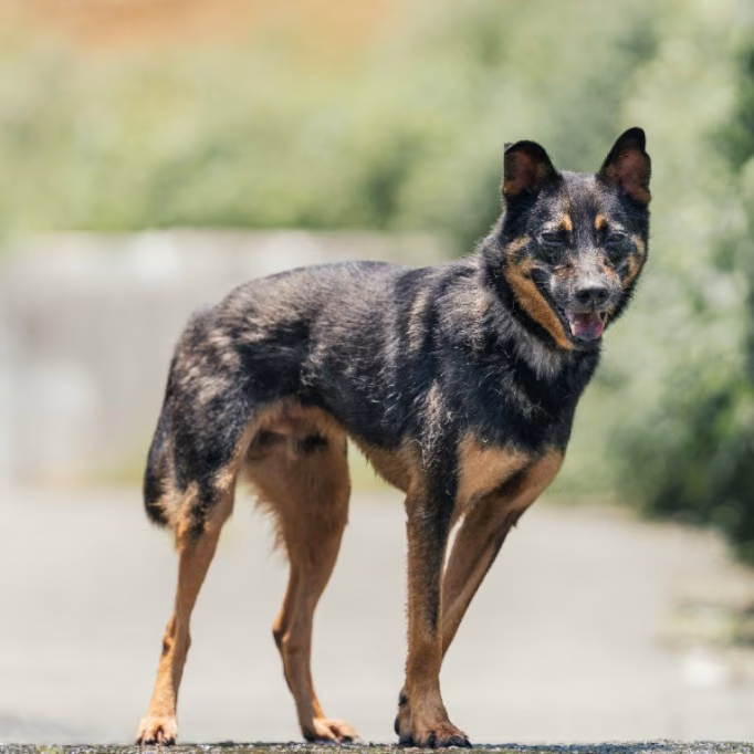 The dog, from the shelter's listing