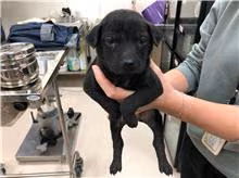 The dog, from the shelter's listing