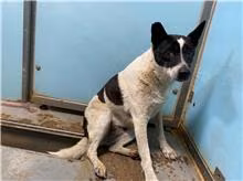 The dog, from the shelter's listing