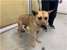 The dog, from the shelter's listing