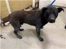 The dog, from the shelter's listing