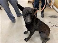 The dog, from the shelter's listing