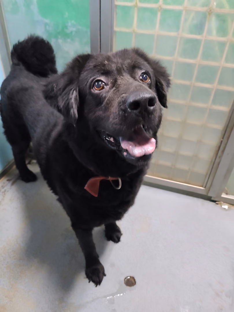 The dog, from the shelter's listing