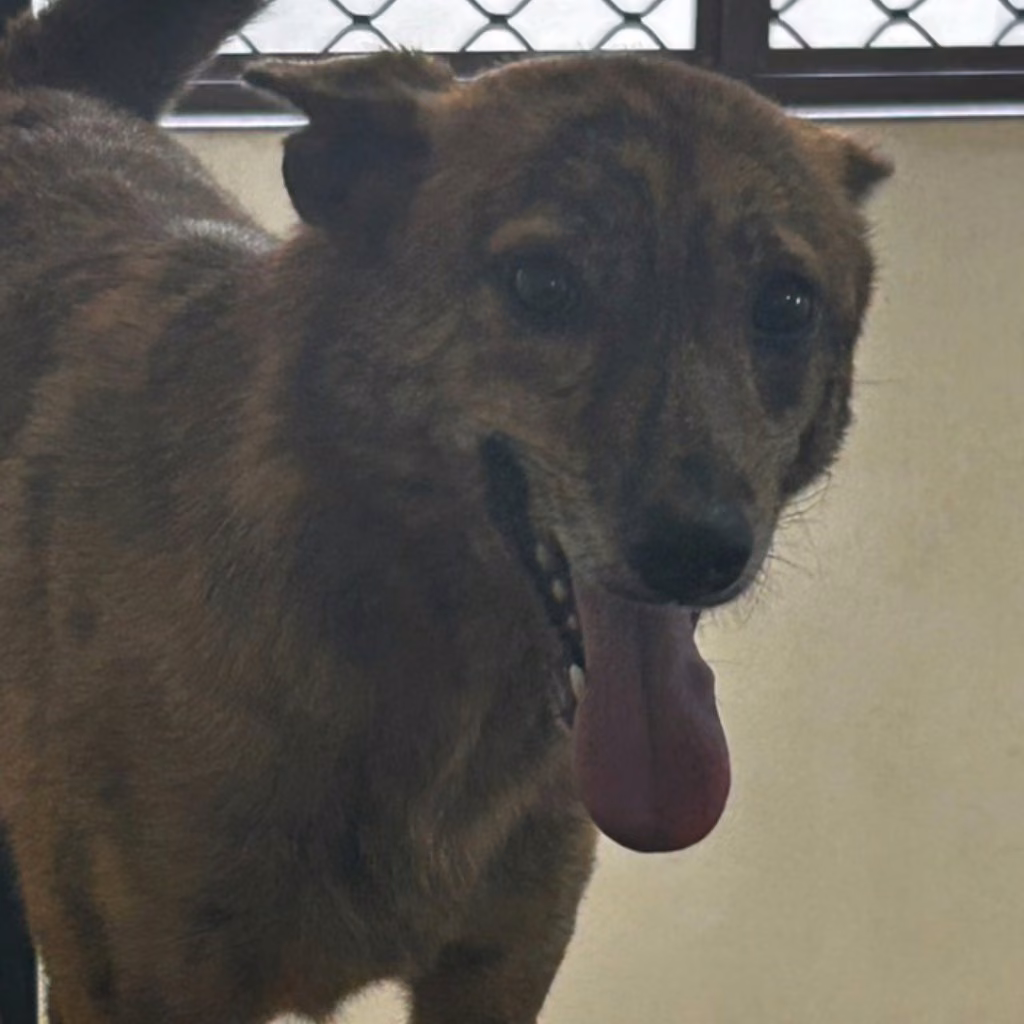 The dog, from the shelter's listing