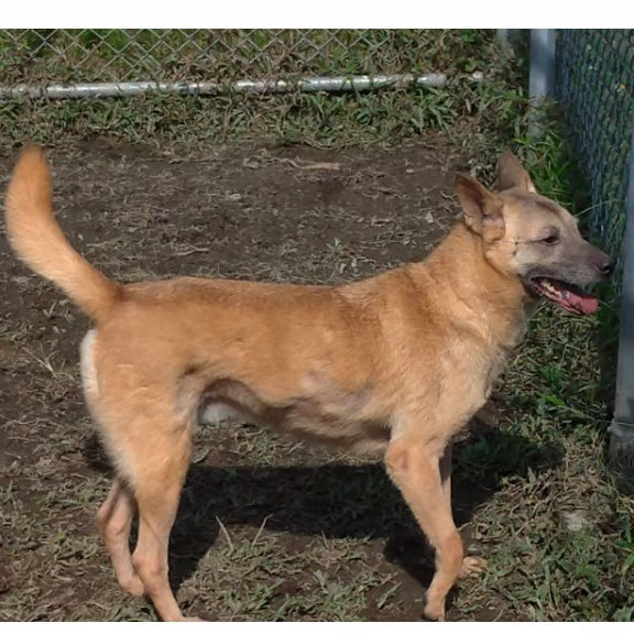 The dog, from the shelter's listing