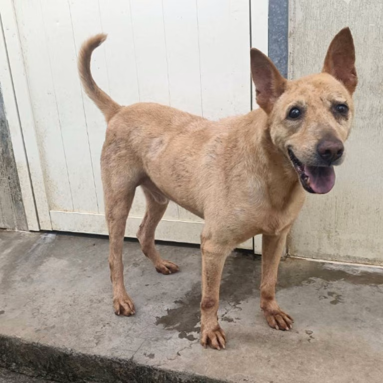The dog, from the shelter's listing