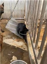The dog, from the shelter's listing