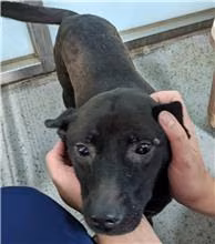 The dog, from the shelter's listing