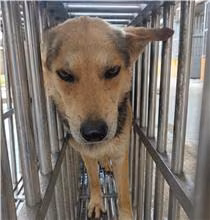 The dog, from the shelter's listing
