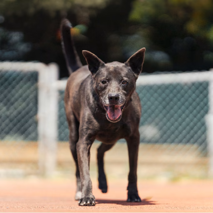The dog, from the shelter's listing