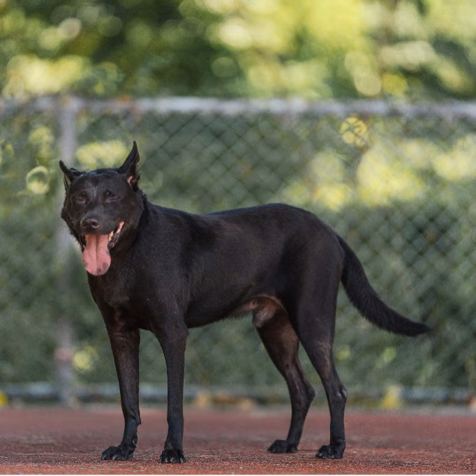 The dog, from the shelter's listing