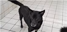 The dog, from the shelter's listing
