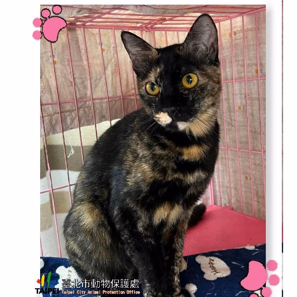 The cat, from the shelter's listing