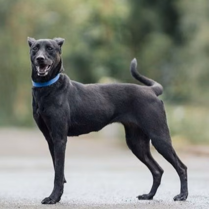 The dog, from the shelter's listing