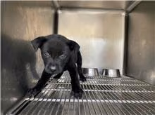 The dog, from the shelter's listing