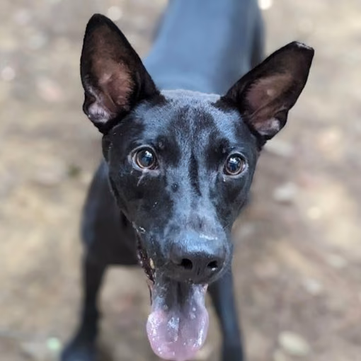 The dog, from the shelter's listing