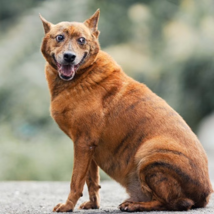 The dog, from the shelter's listing
