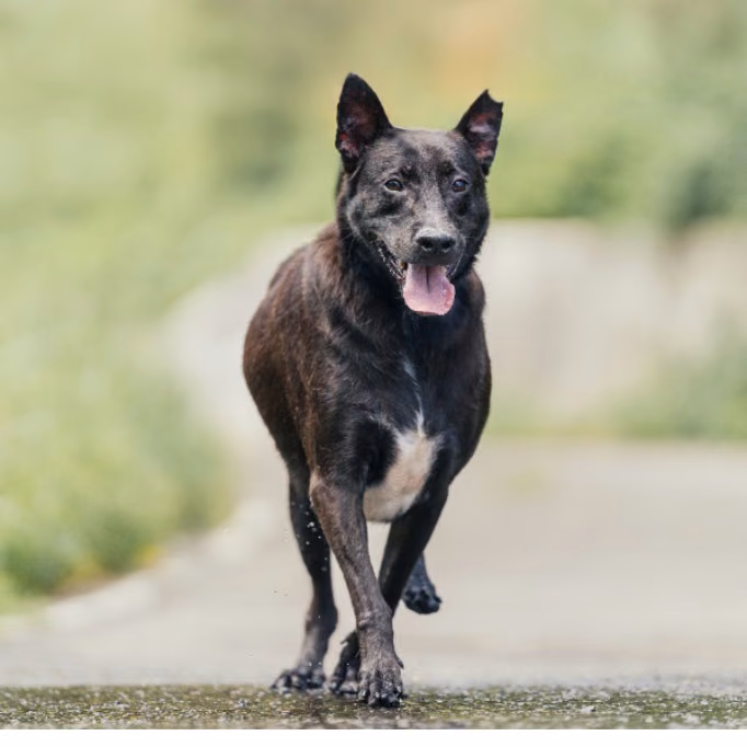 The dog, from the shelter's listing