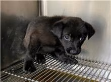 The dog, from the shelter's listing