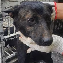 The dog, from the shelter's listing