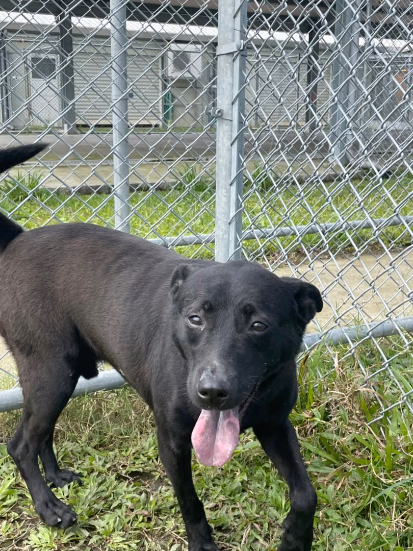 The dog, from the shelter's listing