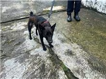The dog, from the shelter's listing