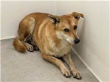 The dog, from the shelter's listing