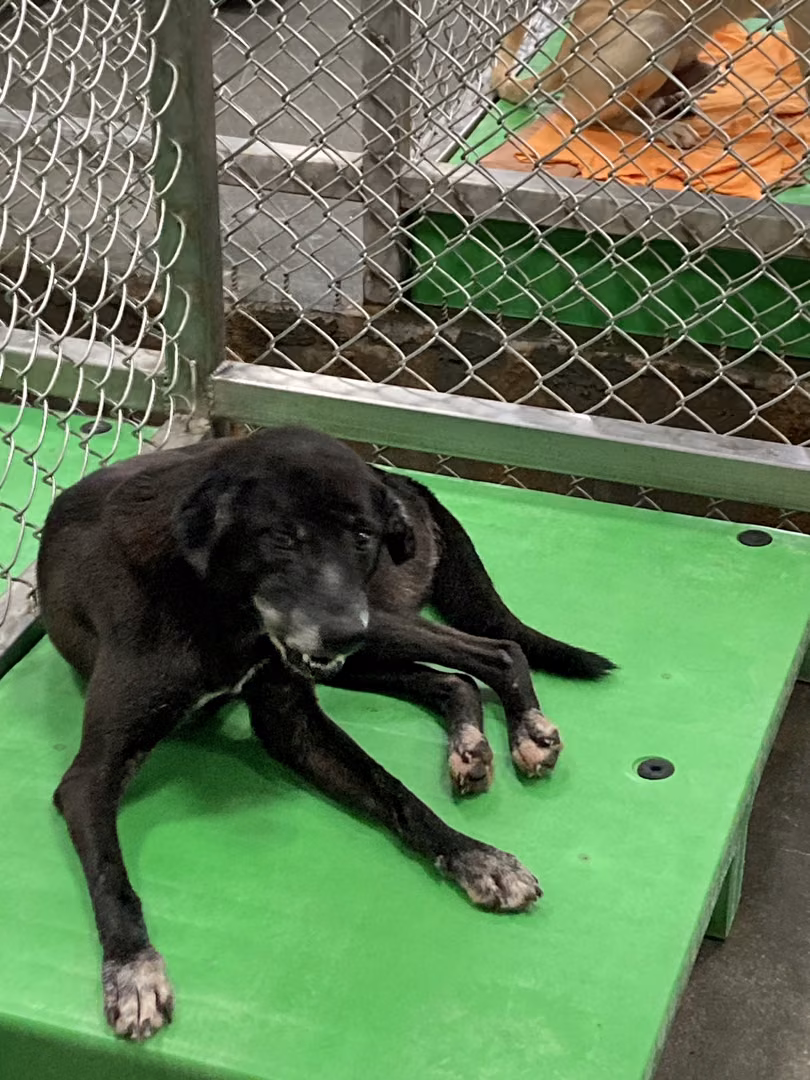 The dog, from the shelter's listing