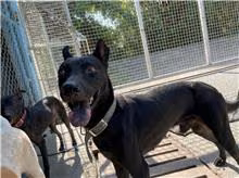 The dog, from the shelter's listing