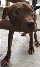 The dog, from the shelter's listing