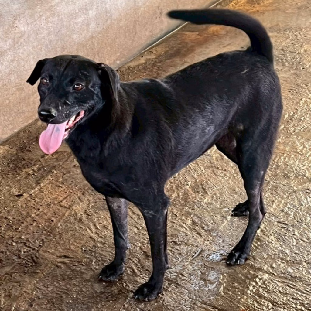 The dog, from the shelter's listing