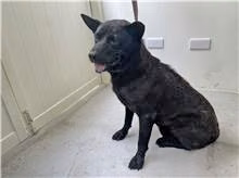 The dog, from the shelter's listing