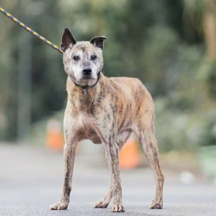 The dog, from the shelter's listing