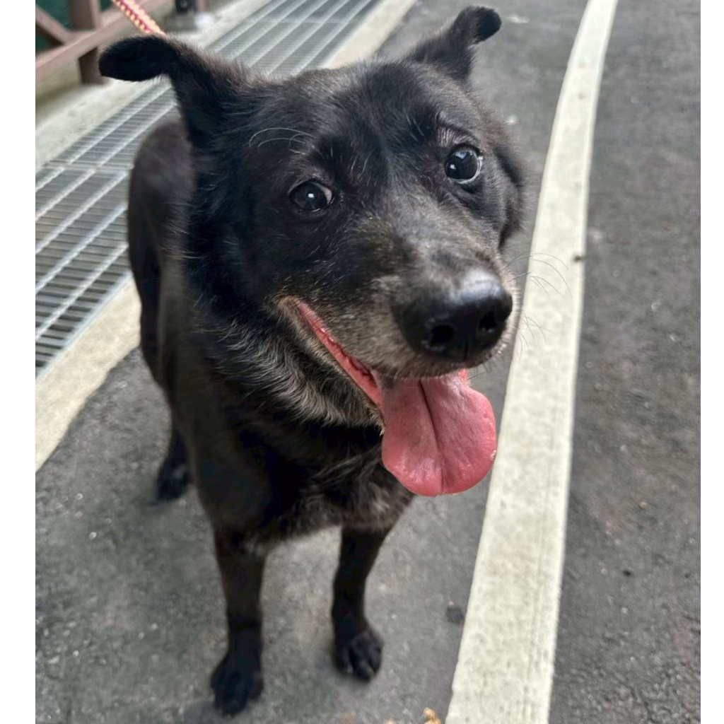 The dog, from the shelter's listing