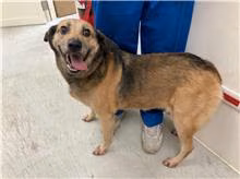 The dog, from the shelter's listing