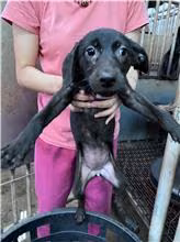 The dog, from the shelter's listing