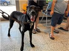 The dog, from the shelter's listing