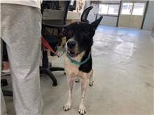 The dog, from the shelter's listing