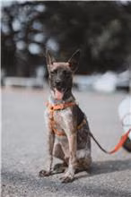 The dog, from the shelter's listing